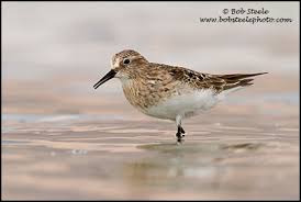 Image result for Calidris bairdii