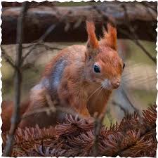 Attēlu rezultāti vaicājumam “Sciurus vulgaris”