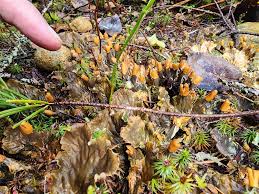 Attēlu rezultāti vaicājumam “Chaenotheca furfuracea”