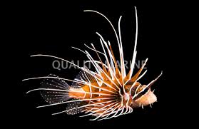 Image result for Pterois radiata