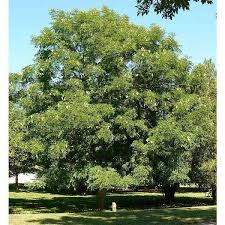 Attēlu rezultāti vaicājumam “Gymnocladus dioicus bud”