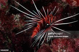 Image result for Pterois radiata