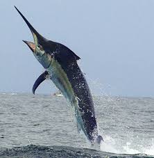 Image result for Istiompax indica