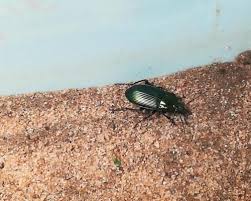 Attēlu rezultāti vaicājumam “Poecilus cupreus”