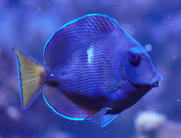 Image result for Acanthurus coeruleus