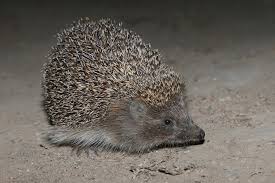 Attēlu rezultāti vaicājumam “Erinaceus roumanicus”