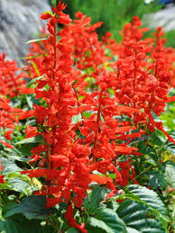 Image result for Salvia splendens