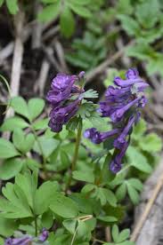 Attēlu rezultāti vaicājumam “Corydalis cava flower”