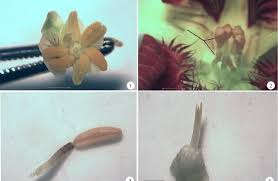 Attēlu rezultāti vaicājumam “Tropaeolum majus bud”