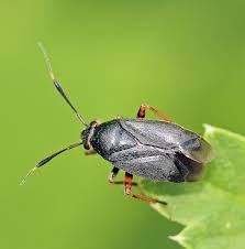Attēlu rezultāti vaicājumam “Capsus ater”