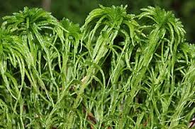 Attēlu rezultāti vaicājumam “Sphagnum girgensohnii”