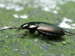 Attēlu rezultāti vaicājumam “Poecilus cupreus”