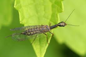 Attēlu rezultāti vaicājumam “Raphidioptera”