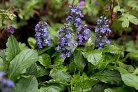 Image result for Ajuga reptans
