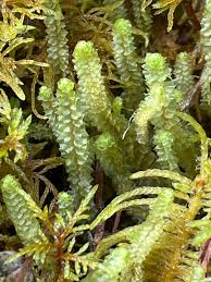 Attēlu rezultāti vaicājumam “Barbilophozia lycopodioides macro”