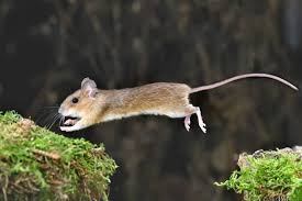 Attēlu rezultāti vaicājumam “Apodemus flavicollis”