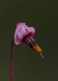Attēlu rezultāti vaicājumam “Oxycoccus bud”