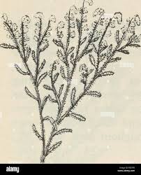 Attēlu rezultāti vaicājumam “Corispermum hyssopifolium”