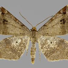 Attēlu rezultāti vaicājumam “Macaria alternata”