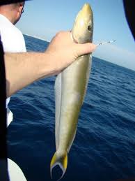 Image result for Malacanthus plumieri