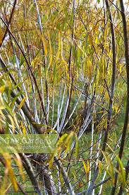 Attēlu rezultāti vaicājumam “Salix daphnoides”