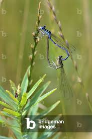 Attēlu rezultāti vaicājumam “Platycnemis pennipes”