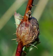 Attēlu rezultāti vaicājumam “Lasioptera rubi”