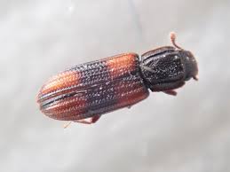 Attēlu rezultāti vaicājumam “Bitoma crenata imago”