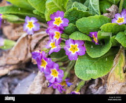 Attēlu rezultāti vaicājumam “Primulaceae”