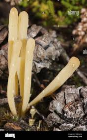 Attēlu rezultāti vaicājumam “Clavaria argillacea”