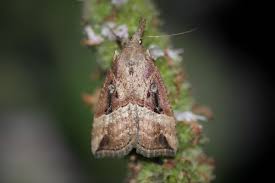 Attēlu rezultāti vaicājumam “Hypena rostralis”