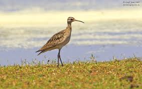 Image result for Numenius minutus