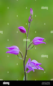 Attēlu rezultāti vaicājumam “Cephalanthera rubra bud”