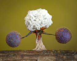 Attēlu rezultāti vaicājumam “Didymium squamulosum”