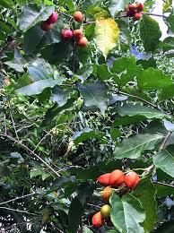 Attēlu rezultāti vaicājumam “Poa nemoralis fruit”