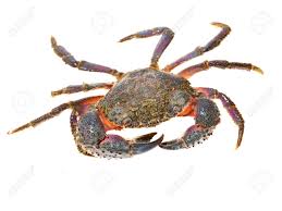 Image result for Eriphia verrucosa