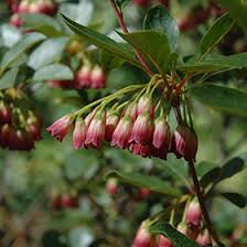 Attēlu rezultāti vaicājumam “Enkianthus campanulatus flower”