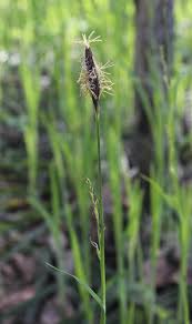Attēlu rezultāti vaicājumam “Carex pilosa”
