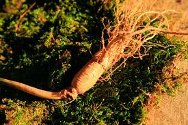 Attēlu rezultāti vaicājumam “Herminium monorchis fruit”