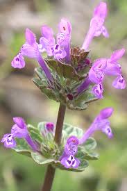 Attēlu rezultāti vaicājumam “Lamium amplexicaule”