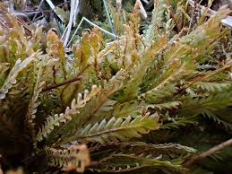 Attēlu rezultāti vaicājumam “Fissidens adianthoides”