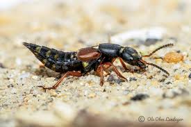 Attēlu rezultāti vaicājumam “Staphylinus erythropterus”