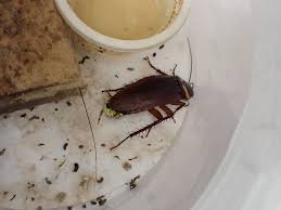 Image result for ゴキブリ報告所