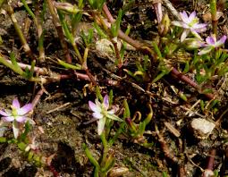 Attēlu rezultāti vaicājumam “Spergularia marina leaf”