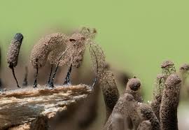 Attēlu rezultāti vaicājumam “Trichia botrytis stalked”