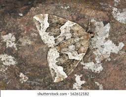 Attēlu rezultāti vaicājumam “Eulithis prunata”