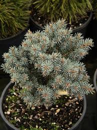 Attēlu rezultāti vaicājumam “Picea pungens”