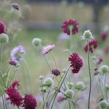 Image result for Knautia arvensis
