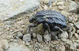 Image result for Brachycerus undatus