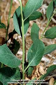 Attēlu rezultāti vaicājumam “Lepidium latifolium leaf”